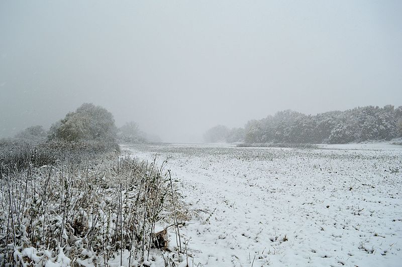 File:BR Flusslandschaft Elbe - C-13 - Zwischen Darchau und Viehle, 11-2016 (17).jpg