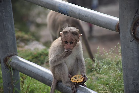 Baby Monkey sitting on a frame and eating snacks