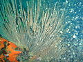 عکس زیر آب با استفاده از فلاش داخلی که نشان‌دهنده پراکندگی پسین است