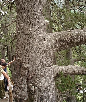 Vườn Quốc Gia Pirin: Lịch sử, Địa lý, Hệ thực vật