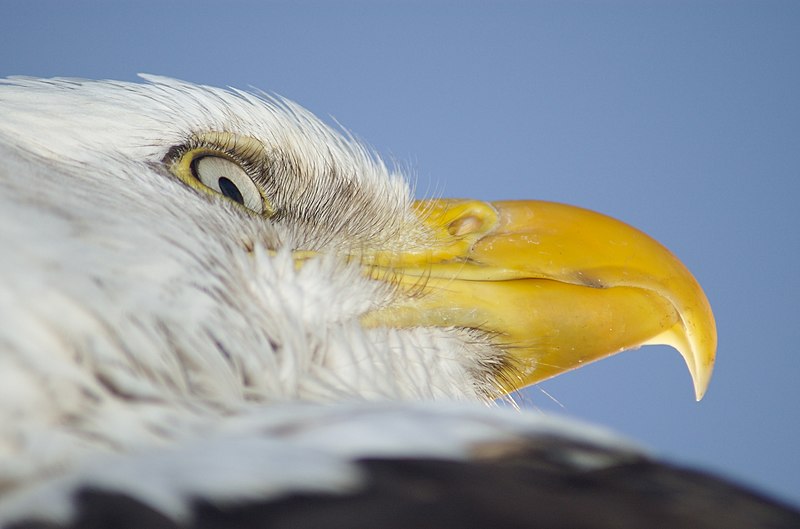 File:Bald Eagle Alaska (2).jpg