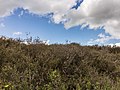 * Nomination Walking tour of the Balloërveld. Side covered with vegetation from a tank canal. --Famberhorst 18:19, 28 July 2017 (UTC) * Promotion Nice clouds! Good quality. --Basotxerri 20:15, 28 July 2017 (UTC)