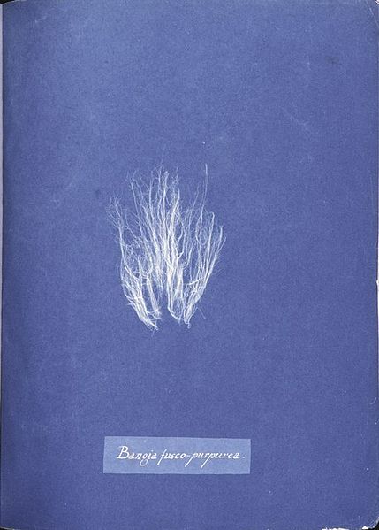 File:Bangia fusco-purpurea. (3096195122).jpg