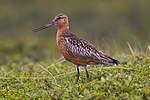 Miniatura para Limosa lapponica