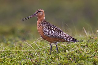 <span class="mw-page-title-main">Bar-tailed godwit</span> Species of bird