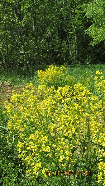 File:Barbarea vulgaris IMG 3618 01.jpg