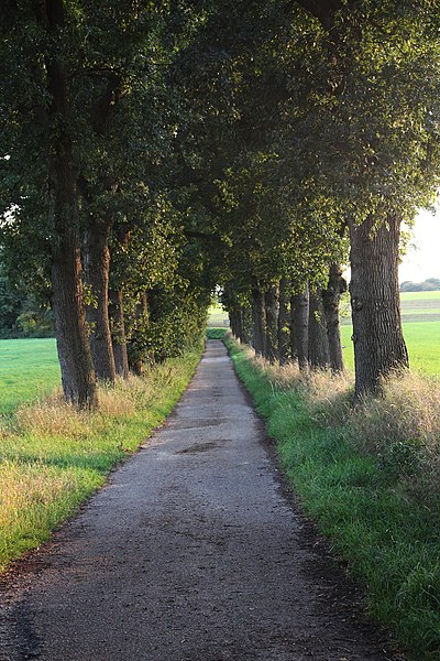 File:Baumallee im Sommer Fürstenberg Xanten.jpg