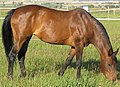 English: 3/4 Arabian mare