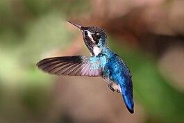 Bee hummingbird (Mellisuga helenae) adult male in flight.jpg