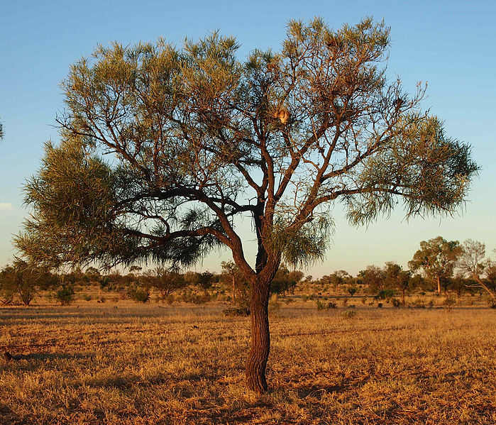 File:Beefwood.jpg