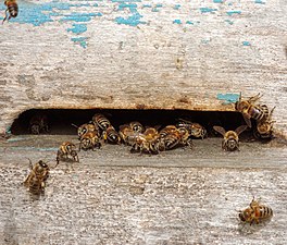 Bees in Lerik District. Photograph: Lizgalize