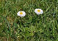 Common Daisy (Bellis perennis) Gänseblümchen