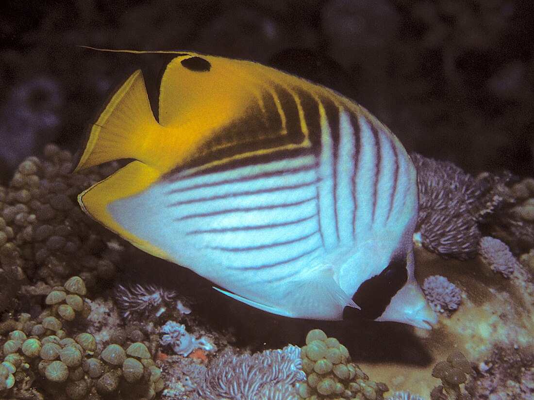 Threadfin butterflyfish