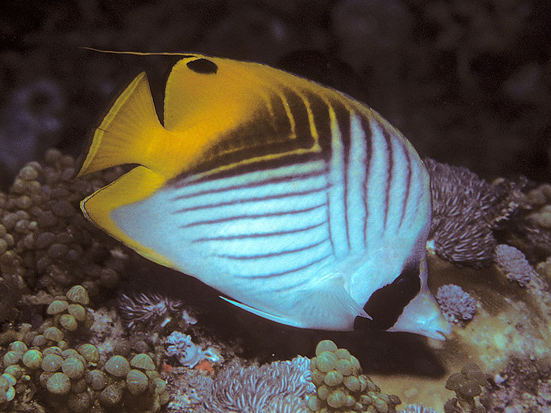 File:Bep chaetodon auriga pemba.jpg