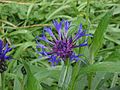 Thumbnail for Centaurea montana