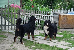 Bernese Mountain Dog Male And Female.jpg