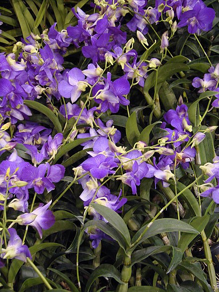Orchids are abundantly found in Assam; a variety - Bhatou Phul or Vanda coerulea, the 'Blue Vanda