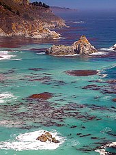 Big Sur: rocky coast, fog and giant kelp