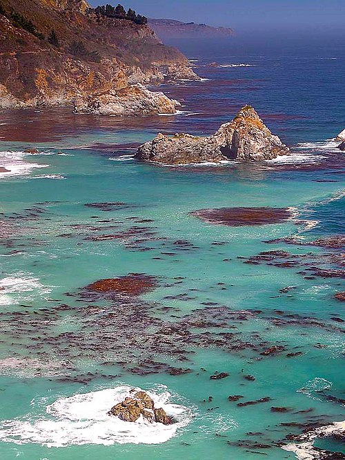 Big Sur: rocky coast, fog and giant kelp