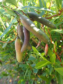 Billardiera fusiformis fruit.jpg