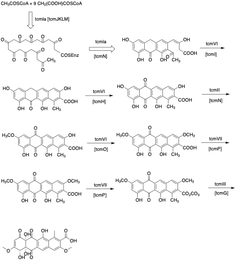 File:Biosynthesis of Tetracenomycin C.tif