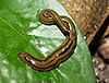 Bipalium kewense on leaf (cropped).jpg