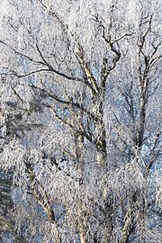 Birch with hoar frost in Tuntorp