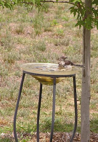 <span class="mw-page-title-main">Bird bath</span> Artificial puddle or small shallow pond where birds bathe