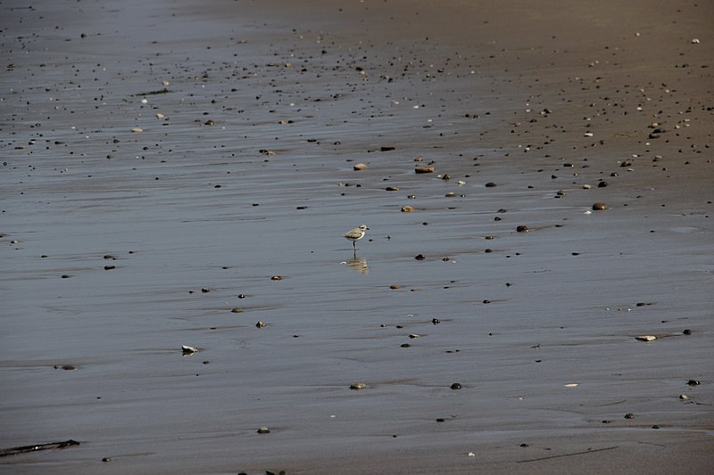 File:Birds at the Beach (27778800797).jpg