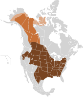 Amerikanischer Bison Wikipedia