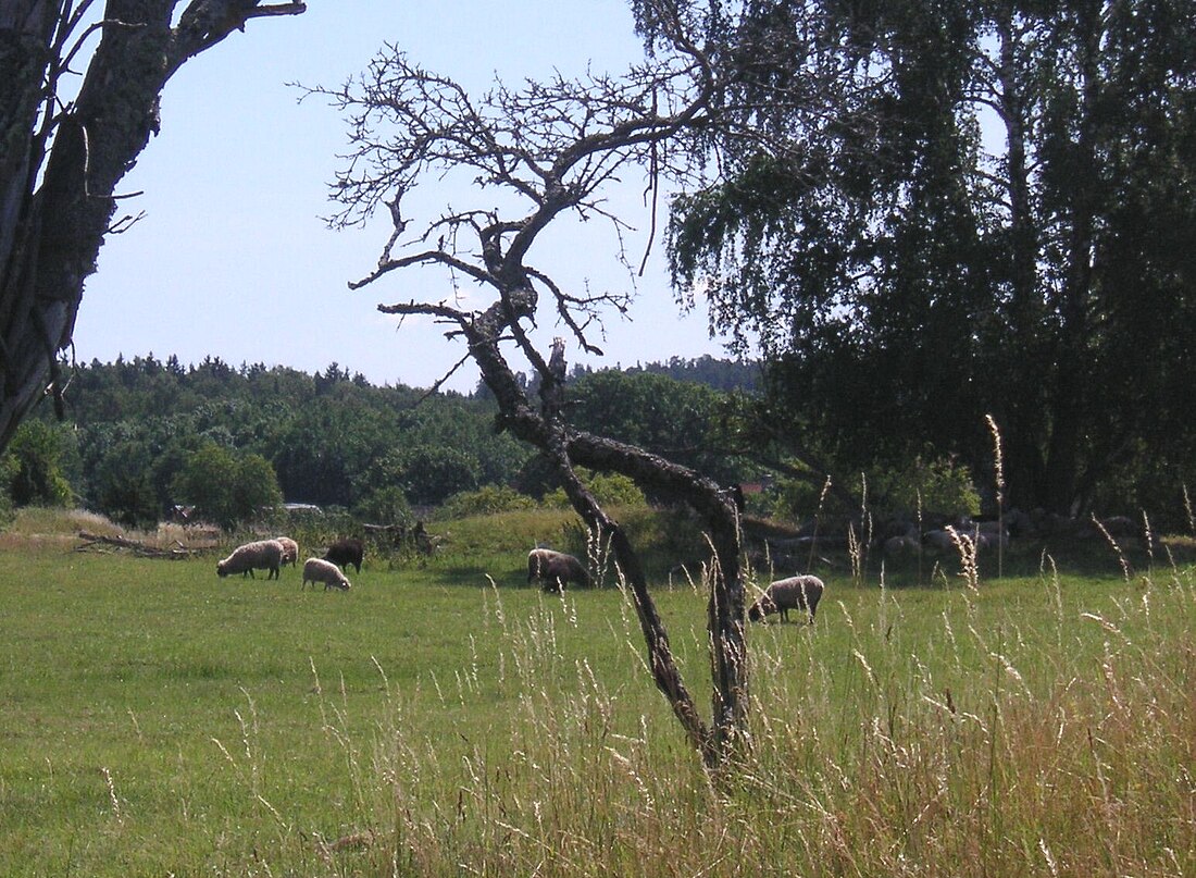 Björkö (Mälaren)