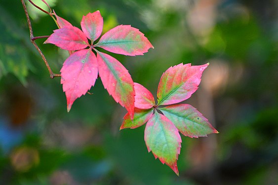 Herbstlaub von wildem Wein in Floridsdorf, Wien Österreich