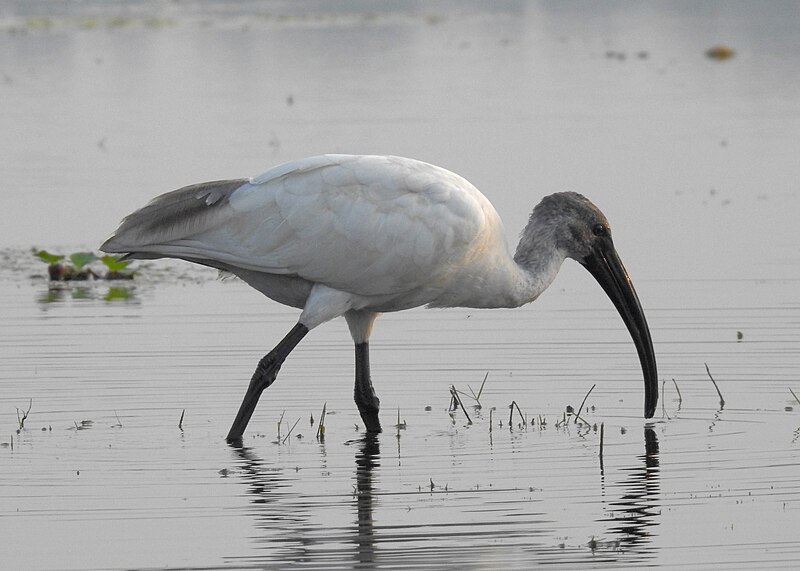 File:Black-headed ibis 02.jpg