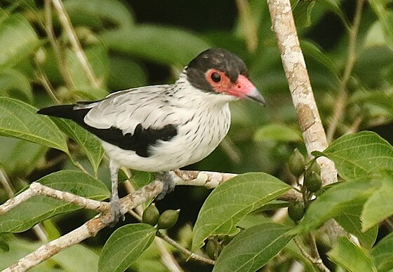 Black tailed. Котинга Помпадур. Птичка Чернохвост. Белые котинги.