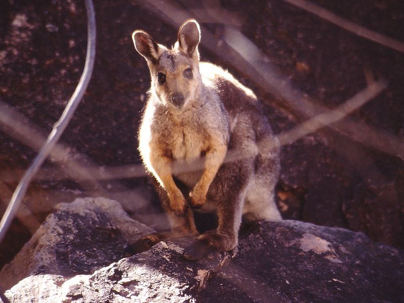 File:Black Footed Rock Wallaby Australia.jpg