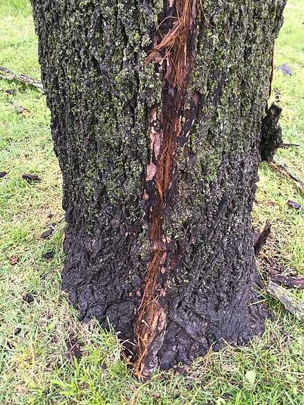 Strike mark on trunk of an Oklahoma black walnut