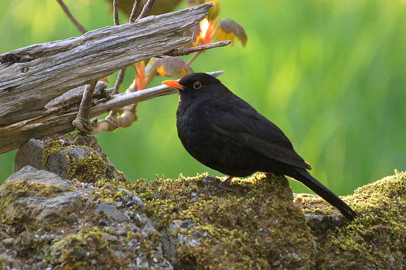 File:Blackbird (Turdus merula), Baltasound - geograph.org.uk - 3973740.jpg