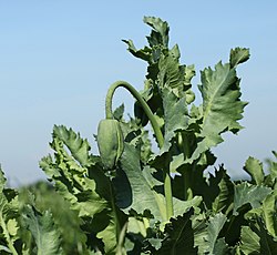 Papaver Somniferum