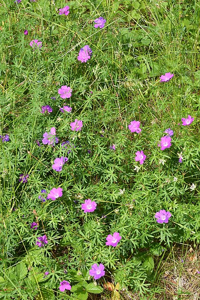 File:Bloody Crane's-Bill (Geranium sanguineum) - Bærum, Norway 2021-06-16.jpg