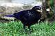 Blue Whistling Thrush.jpg