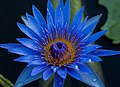 * Nomination: Blue lily, Baldha Garden. By User:Azimronnie --Masum-al-hasan 04:45, 9 May 2018 (UTC) * * Review needed