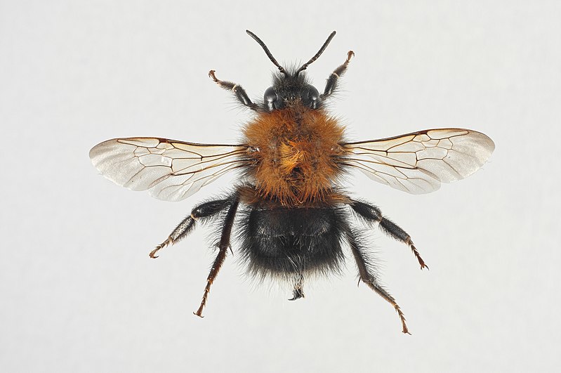 File:Bombus hypnorum arbeider.jpg