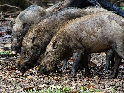 Борнейская бородатая свинья (14154349962) .jpg