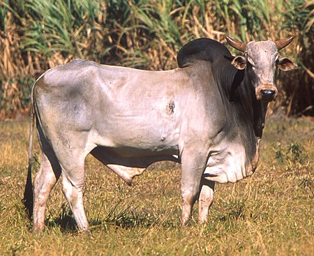 Bos taurus indicus (cropped).jpg