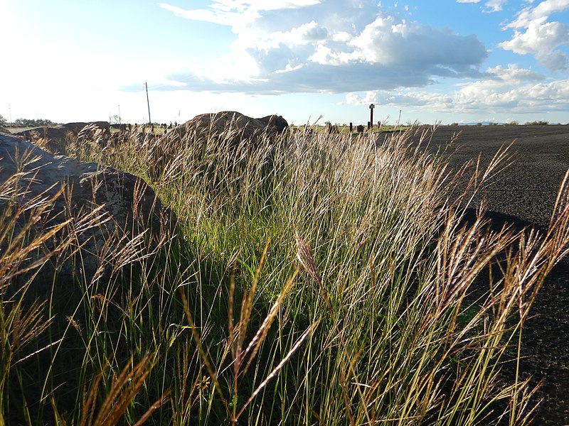 File:Bothriochloa ischaemum - yellow bluestem - Flickr - Matt Lavin.jpg