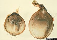 Advanced infection and colonization of onion bulb tissue by the Botrytis fungus, note brown to gray discoloration of onion tissue, and formation of black sclerotial bodies between onion scale Botrytis rot (Botrytis allii) Munn.jpg