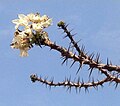 Pachypodium lealii, florado