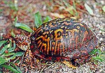 BoxTurtle USDA.jpg