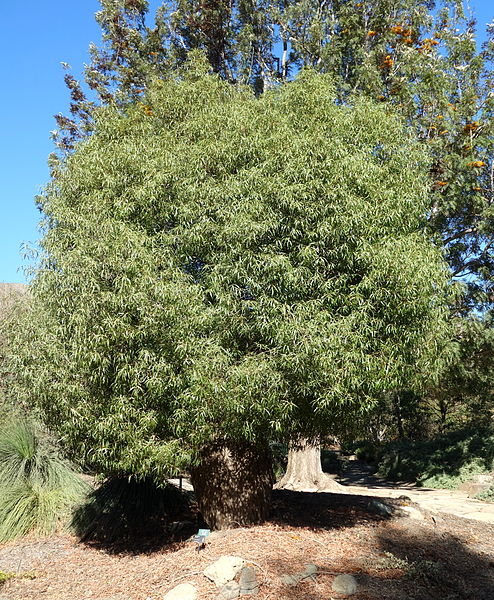 File:Brachychiton rupestris - Leaning Pine Arboretum - DSC05442.JPG