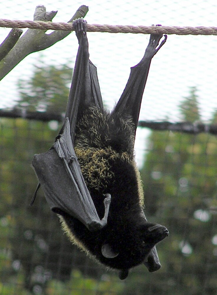 The average adult weight of a Livingstone's fruit bat is 733 grams (1.62 lbs)